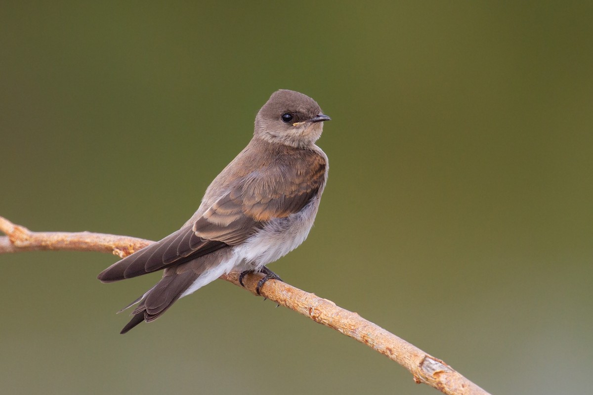 Northern Rough-winged Swallow - ML357539241