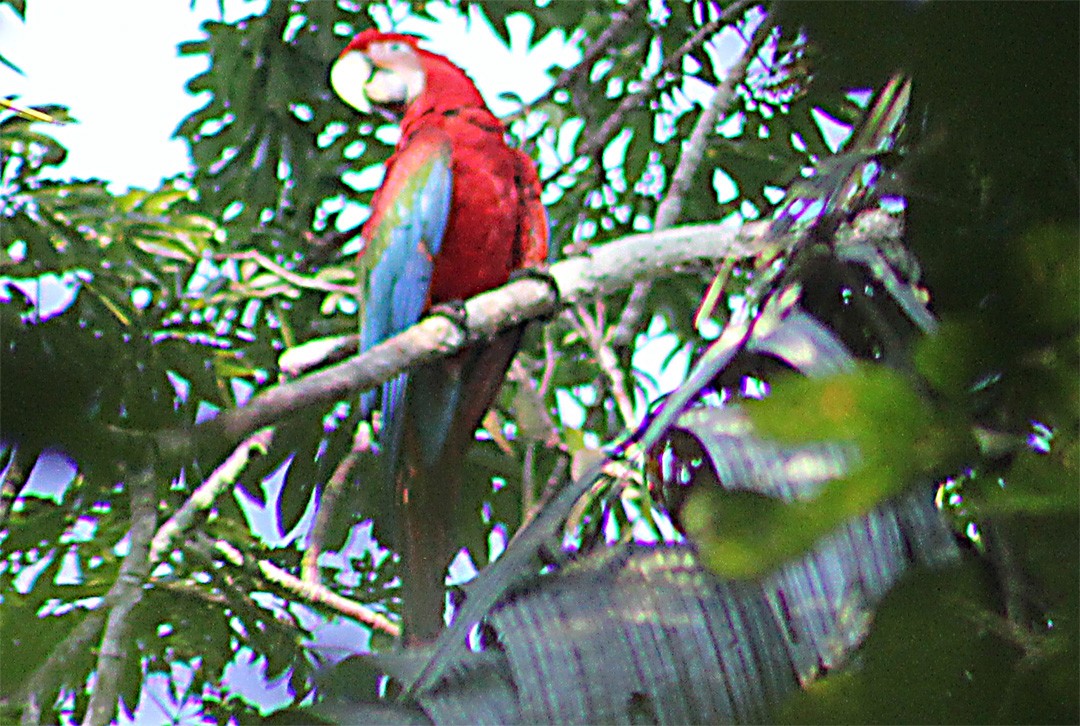 Red-and-green Macaw - ML357542031
