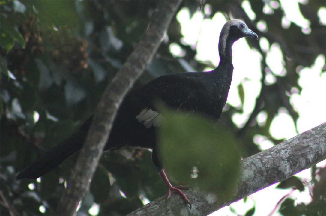 White-throated Piping-Guan - ML357543681
