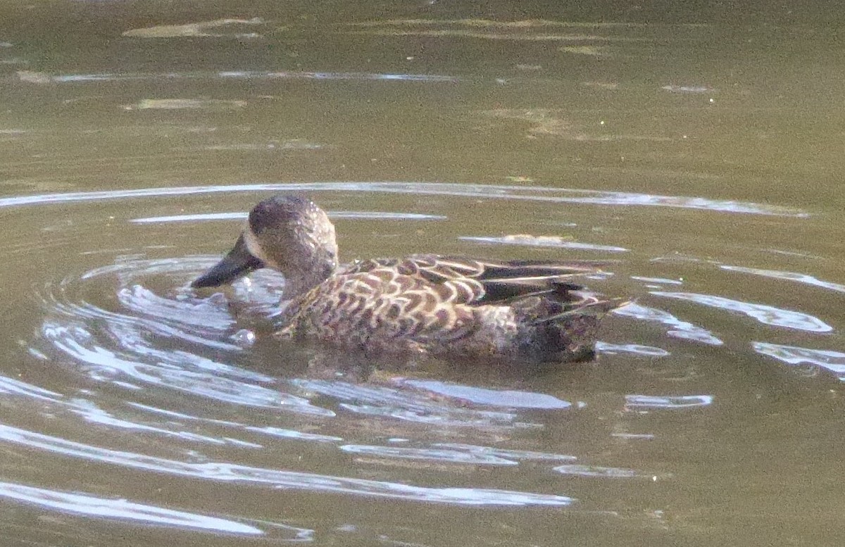 Blue-winged Teal - ML35754651