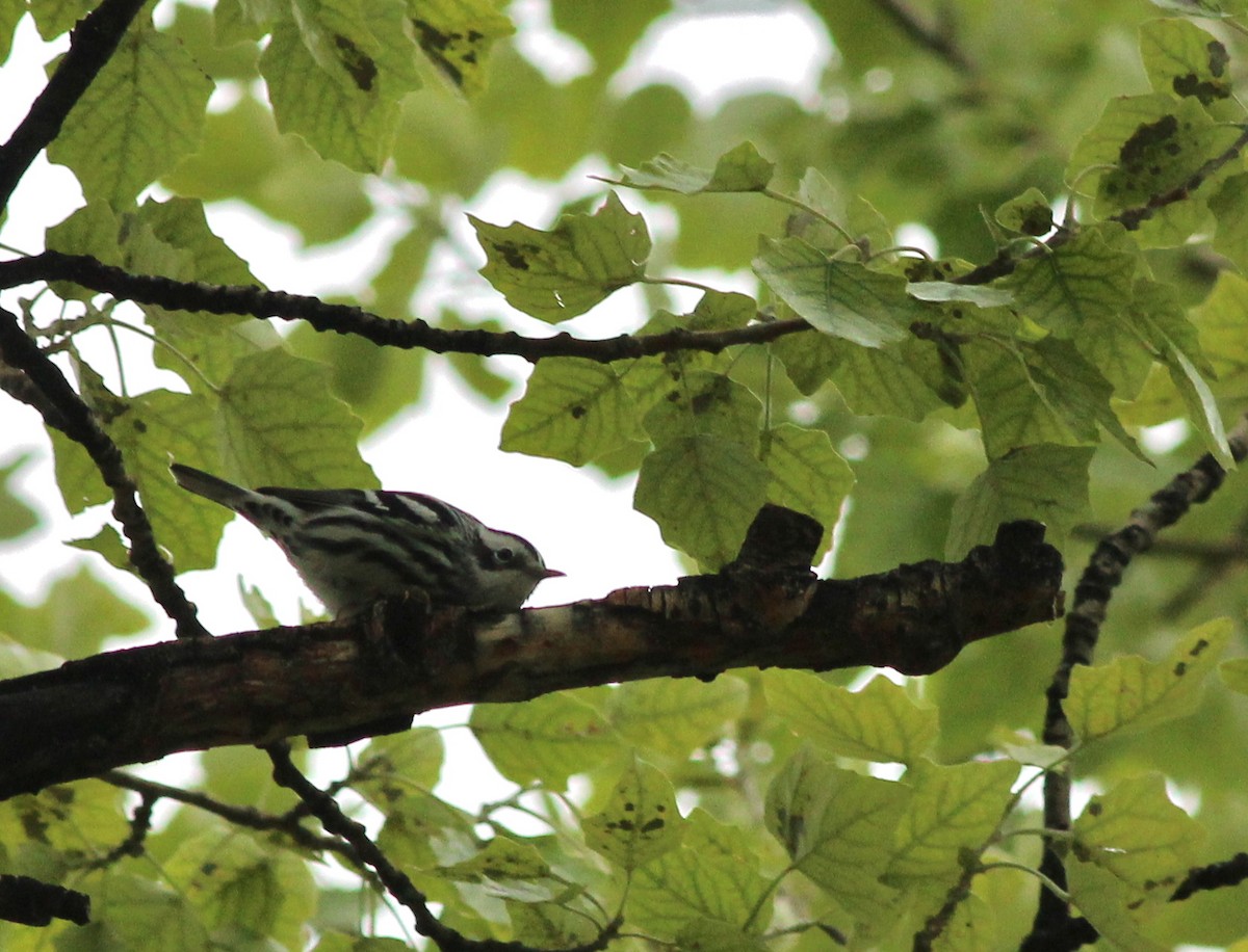 Black-and-white Warbler - ML35754941