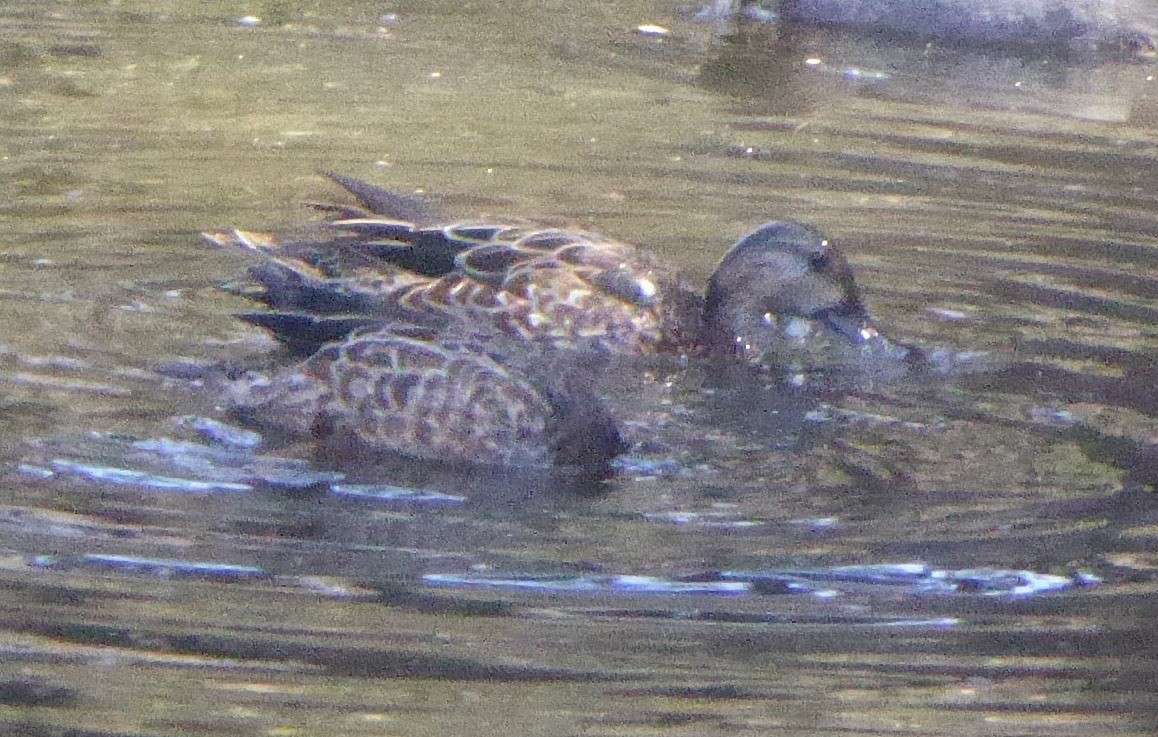 Blue-winged Teal - ML35755081