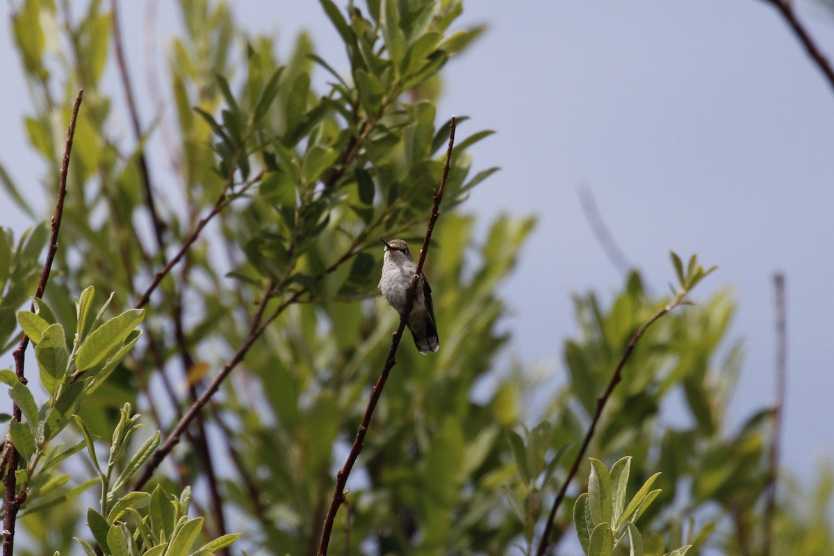 Calliope Hummingbird - ML357551561