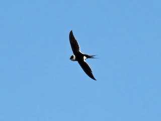  - Great Swallow-tailed Swift