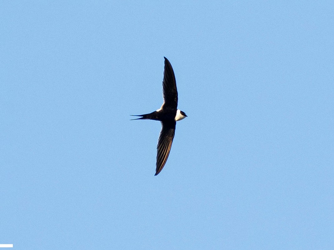 Great Swallow-tailed Swift - Antonio Robles