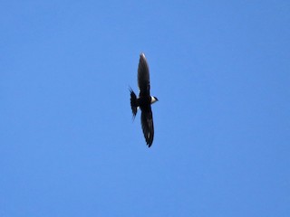  - Great Swallow-tailed Swift