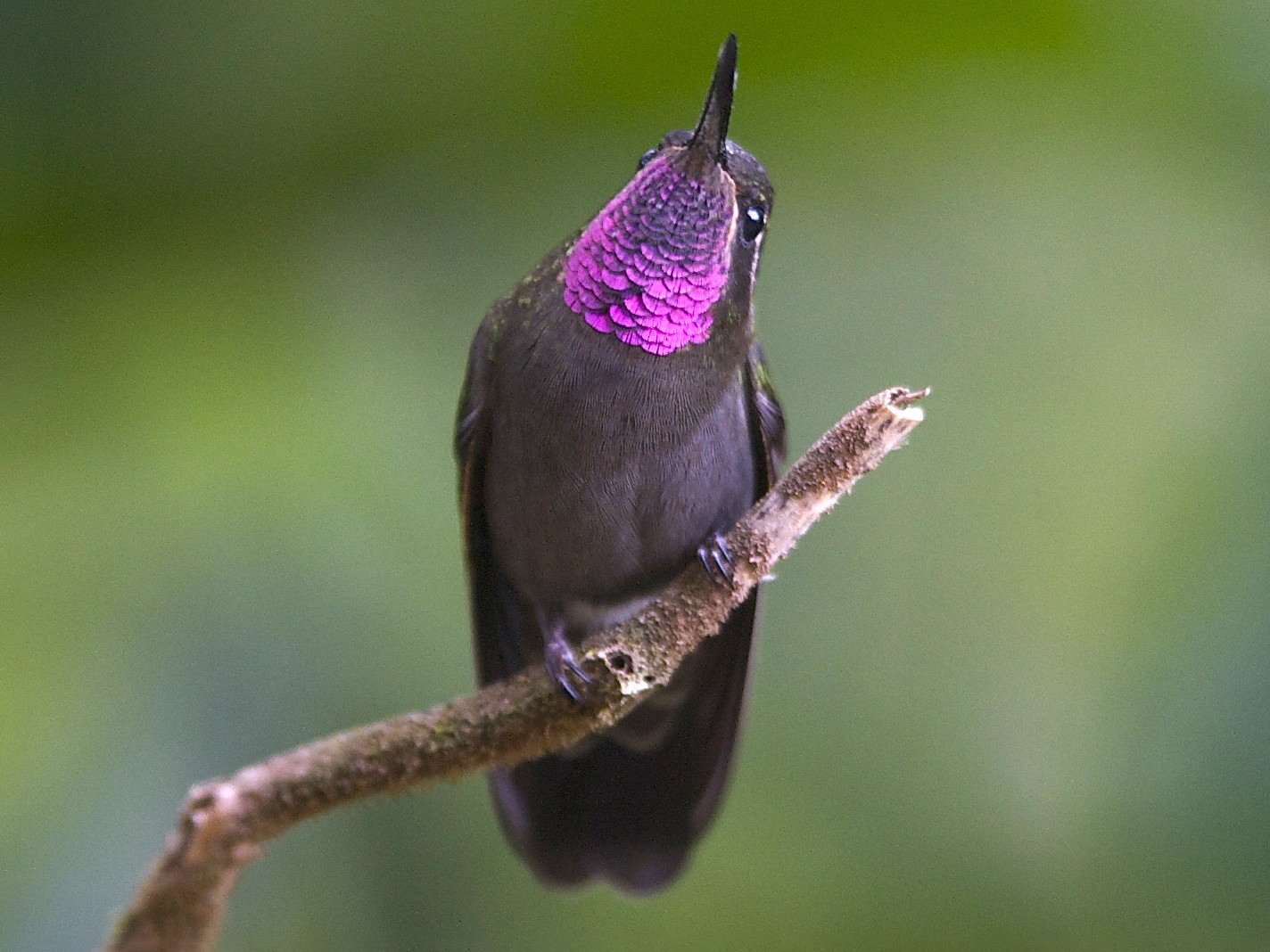 Amethyst-throated Mountain-gem - Marc FASOL