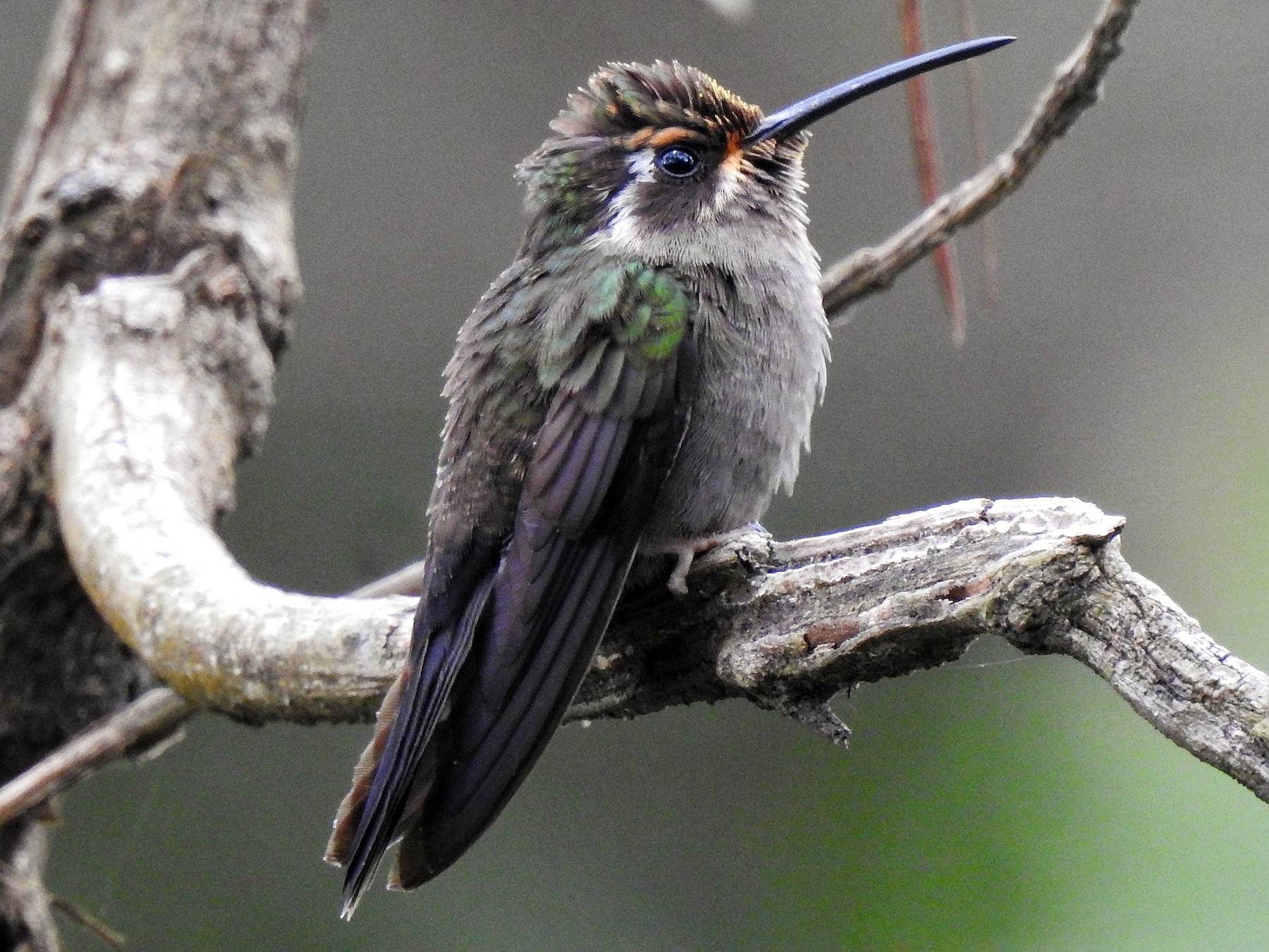 Amethyst-throated Mountain-gem - Anonymous