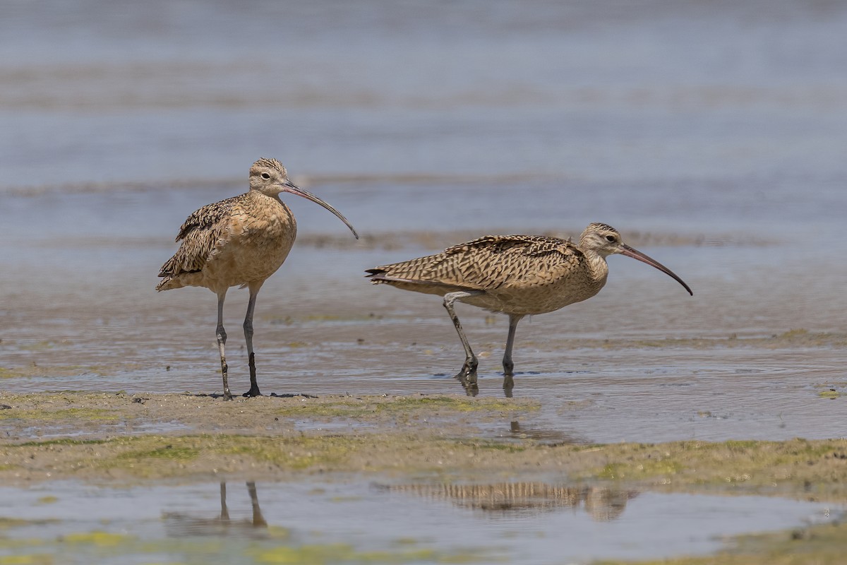 Long-billed Curlew - ML357557081