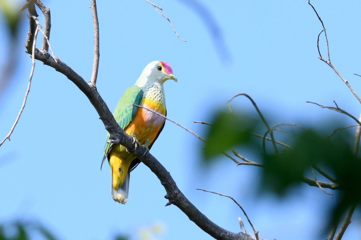 Rose-crowned Fruit-Dove - ML357557891