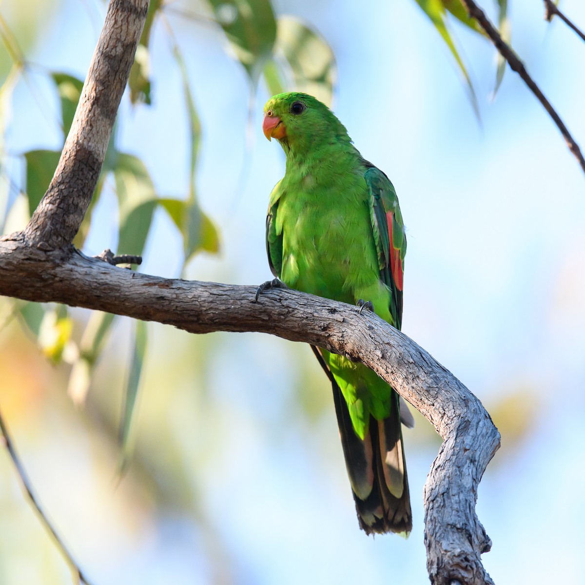 Red-winged Parrot - ML357557941