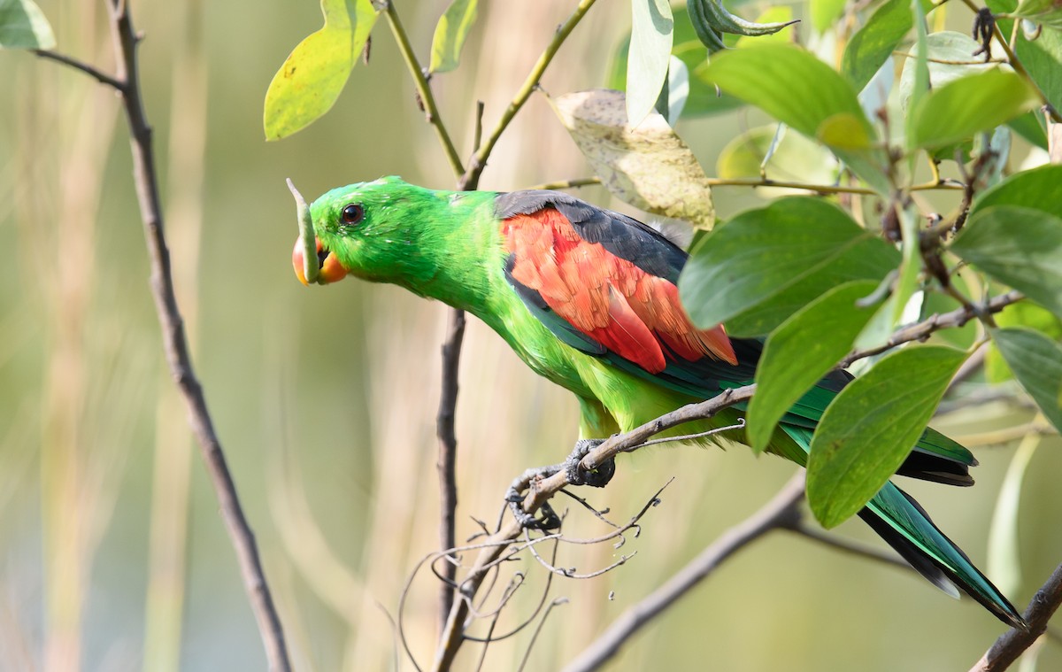 Red-winged Parrot - Mark Lethlean