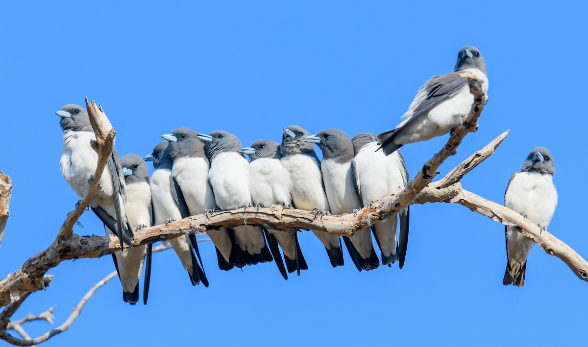 White-breasted Woodswallow - Mark Lethlean
