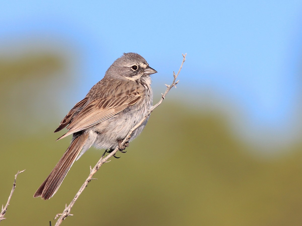 Sagebrush Sparrow - Shawn Billerman