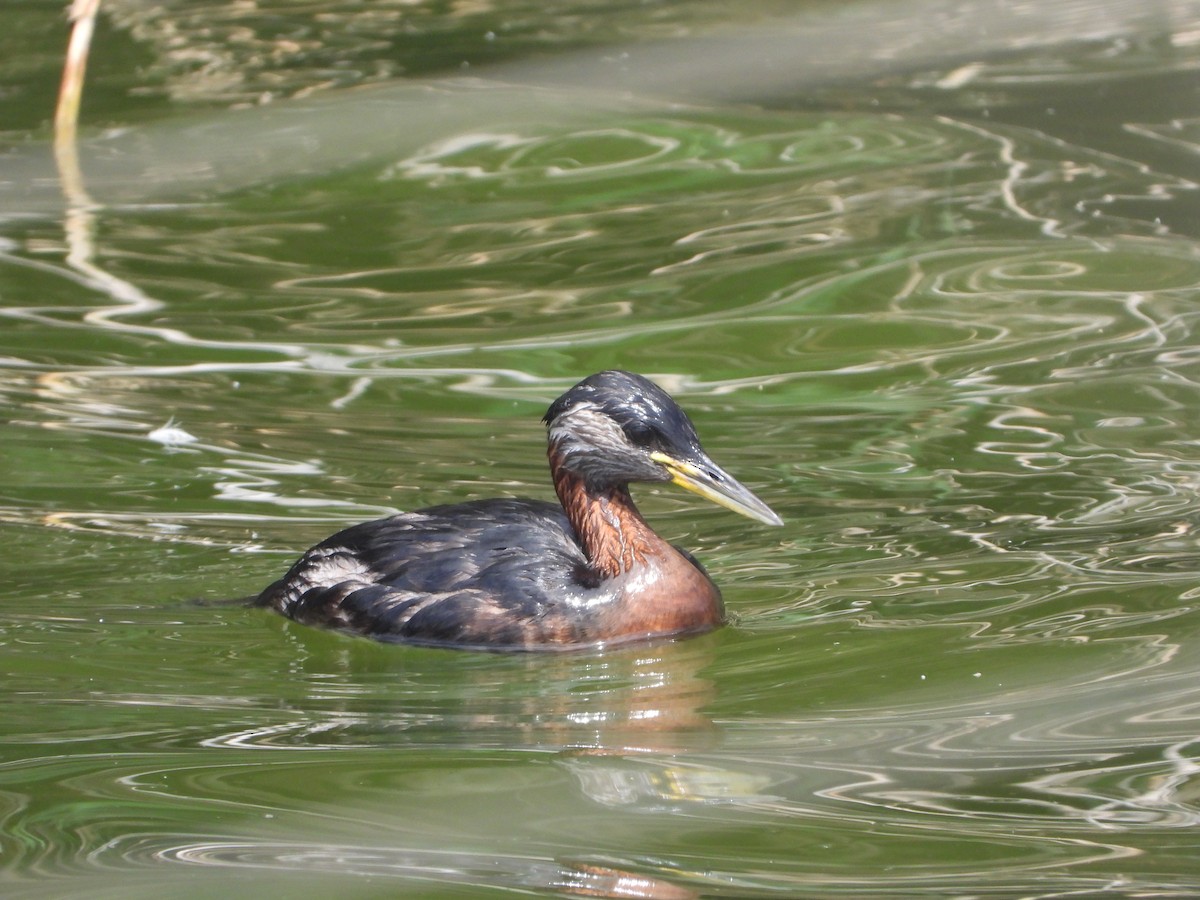 Red-necked Grebe - Itay Berger