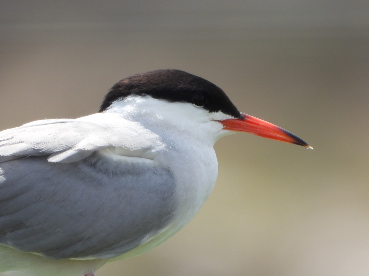 Common Tern - Itay Berger