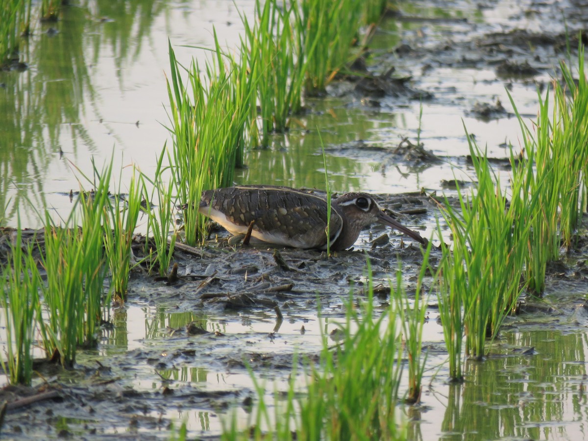 Greater Painted-Snipe - ML357568131