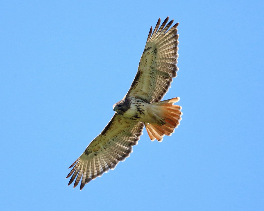 Red-tailed Hawk - ML35758431