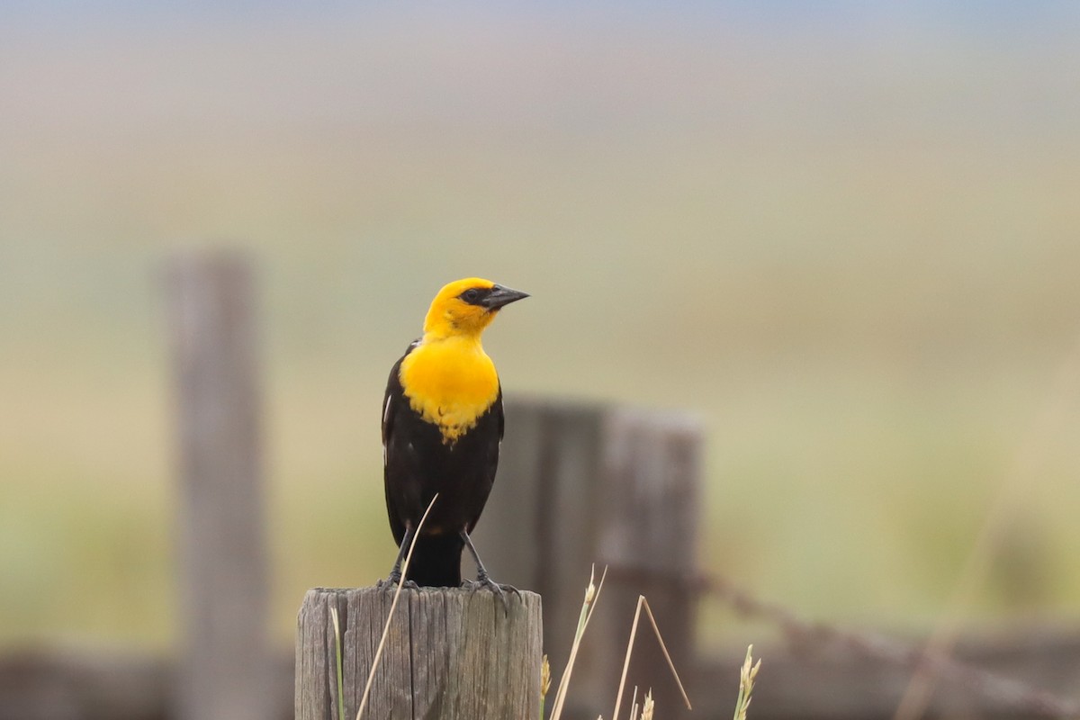Yellow-headed Blackbird - ML357585821