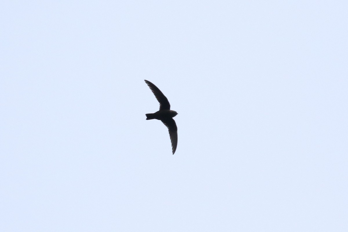 Chestnut-collared Swift - John and Milena Beer