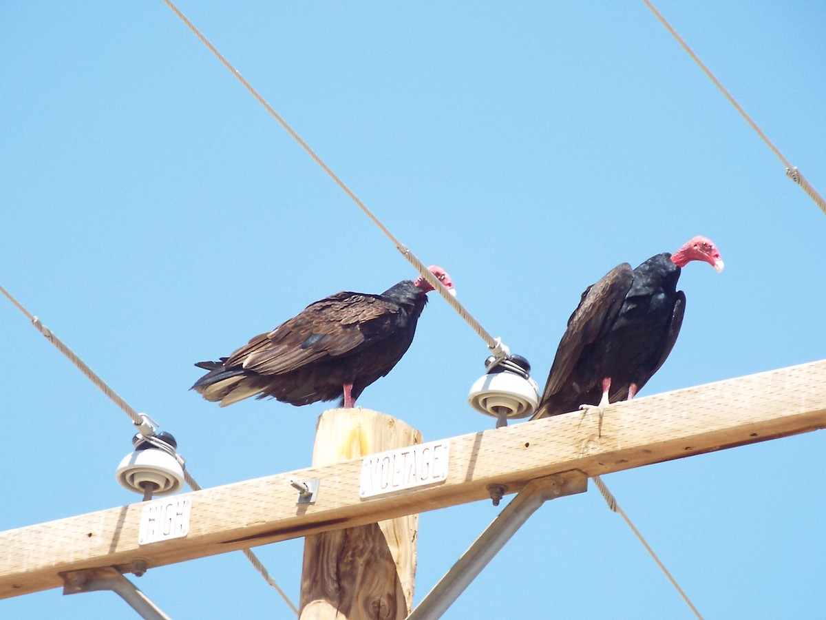 Turkey Vulture - ML35758841