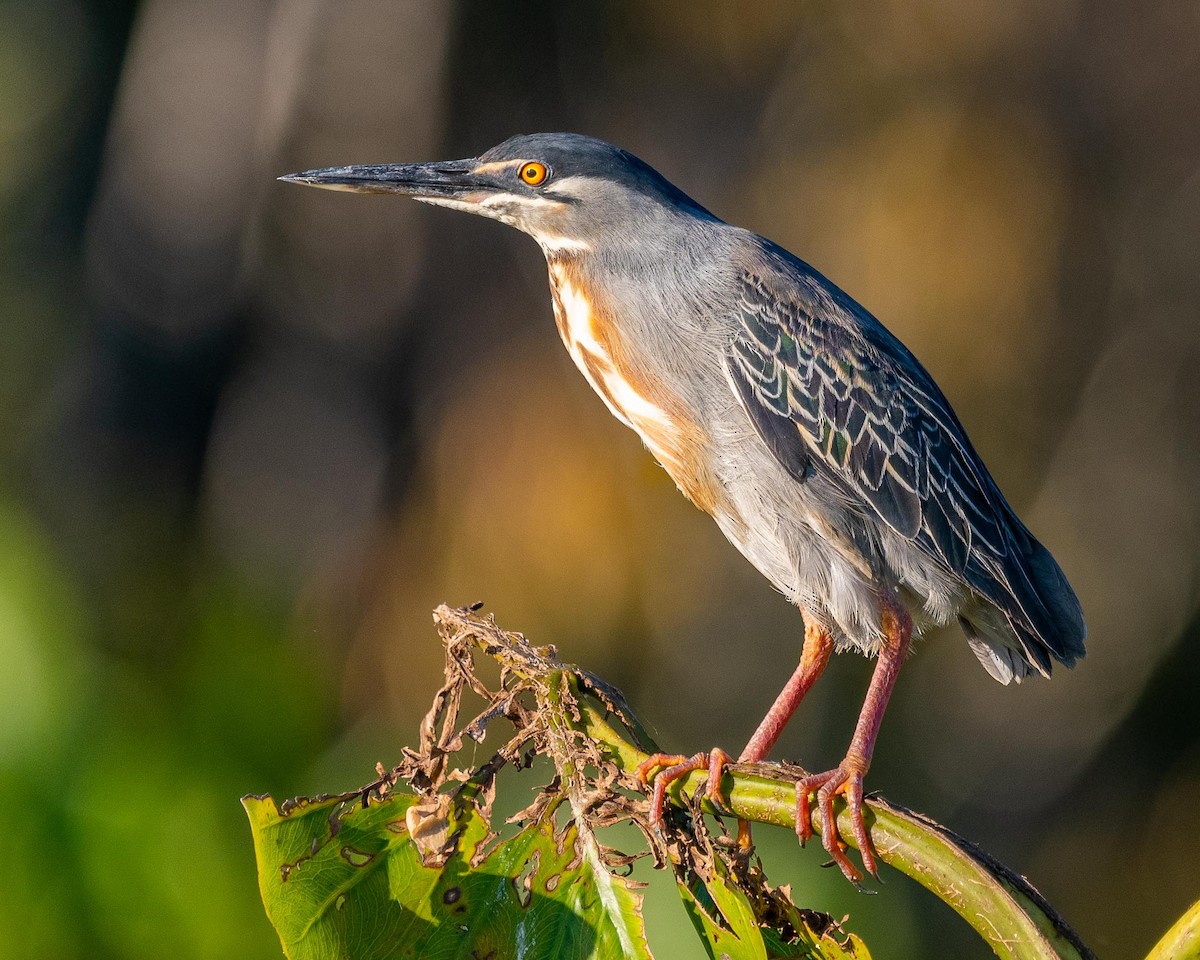 Striated Heron (South American) - Nic Allen