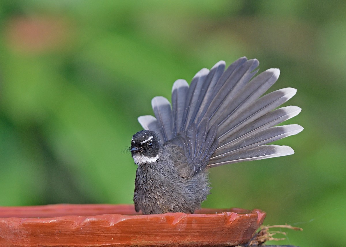 White-throated Fantail - ML357594031