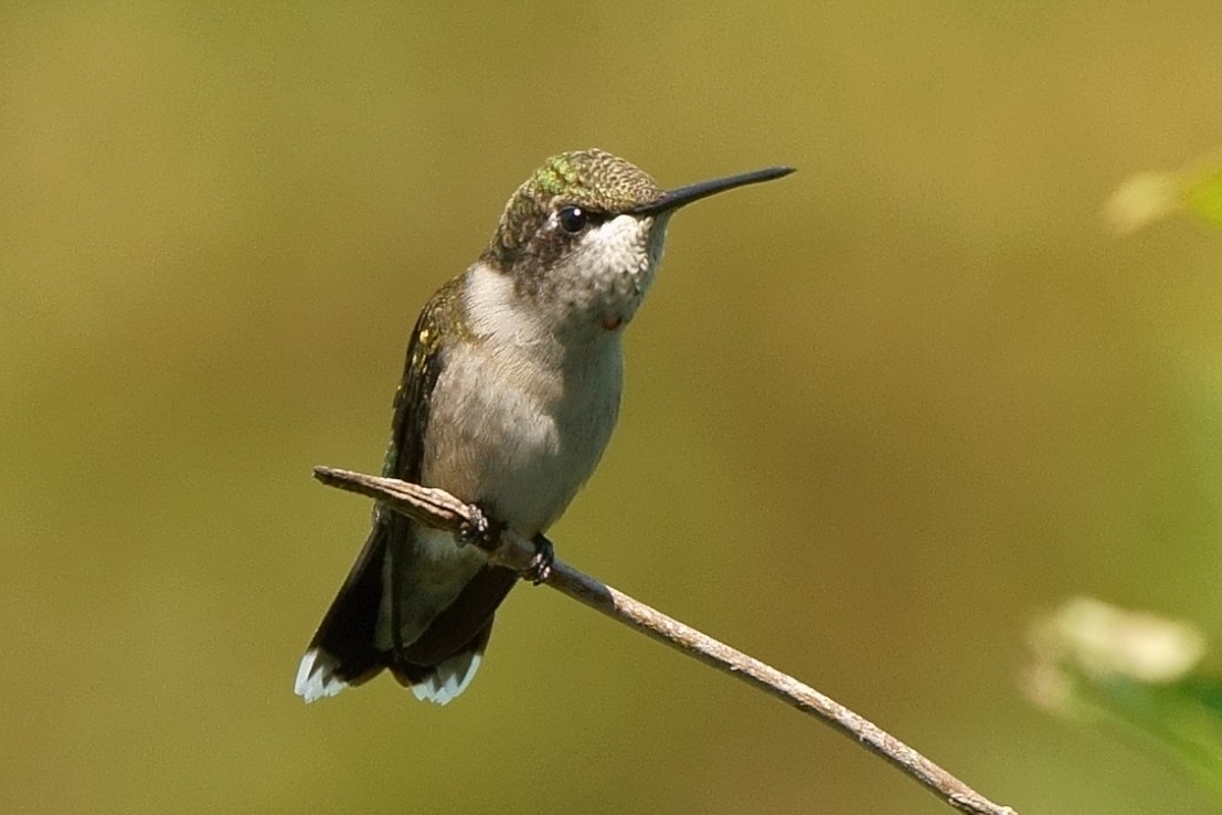 Ruby-throated Hummingbird - Howard Haysom