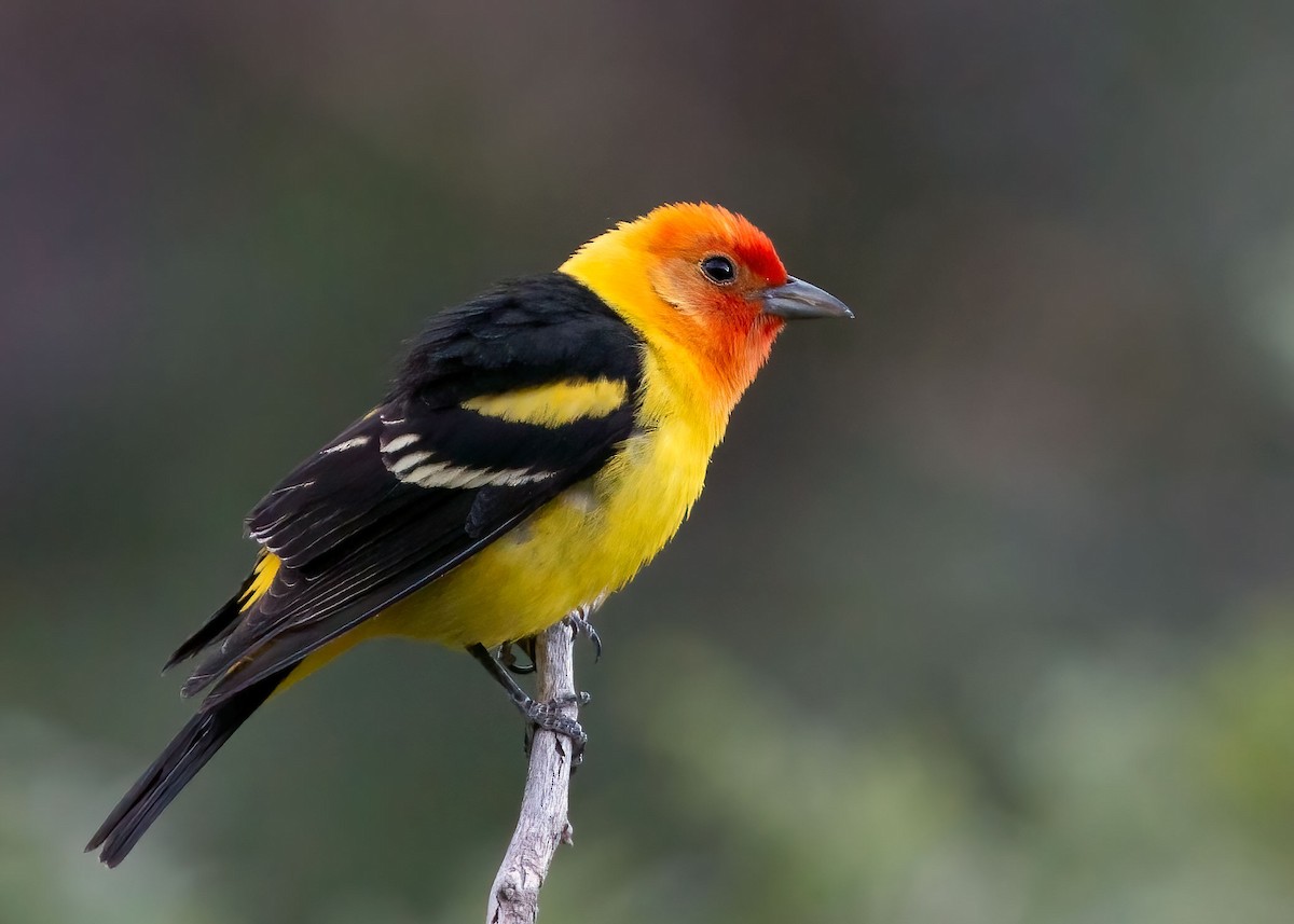 Western Tanager - ML357604041