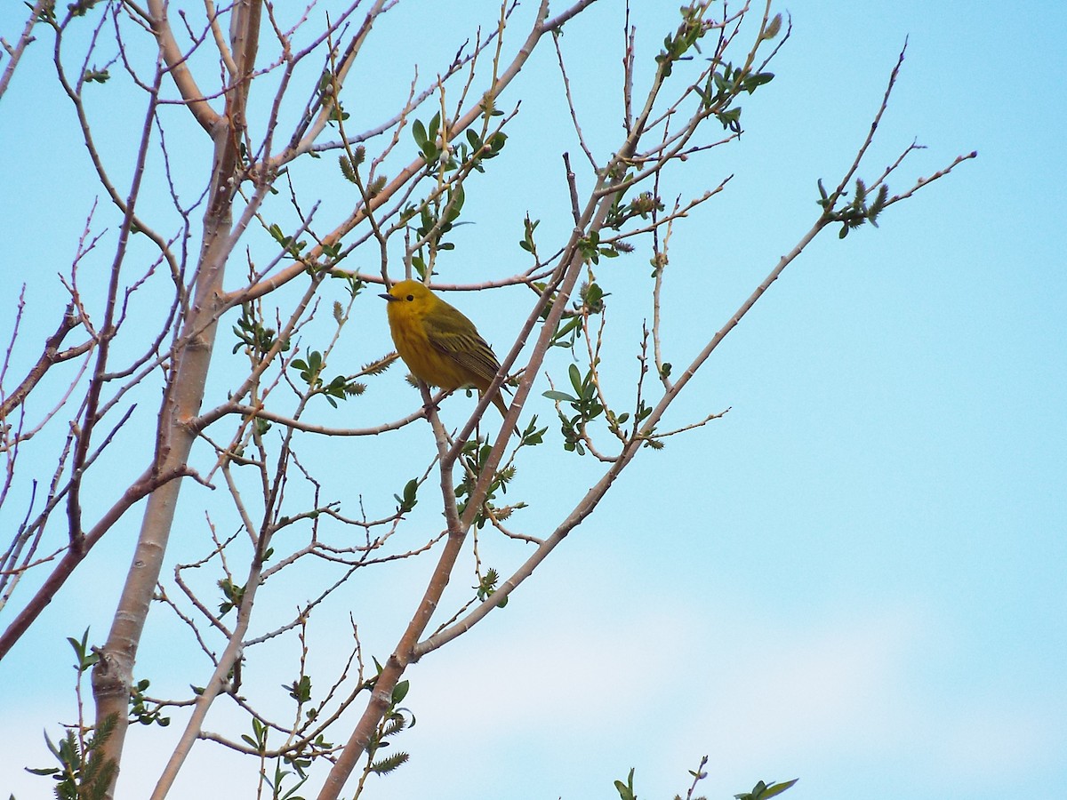 Yellow Warbler - Mary Clifford