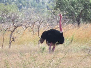 Common Ostrich, ML357611521