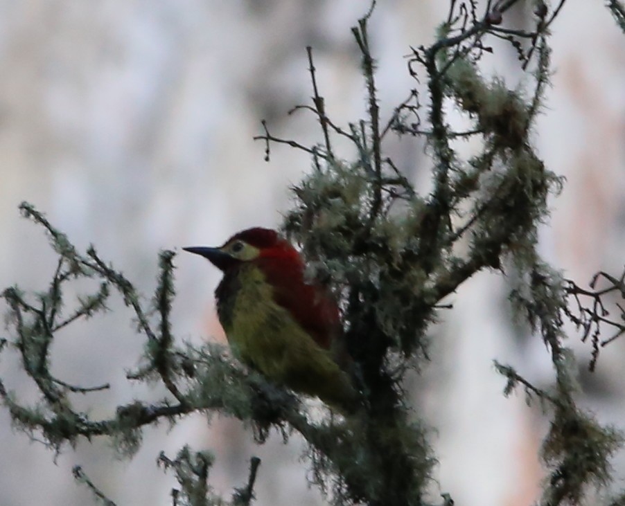 Crimson-mantled Woodpecker - Rohan van Twest