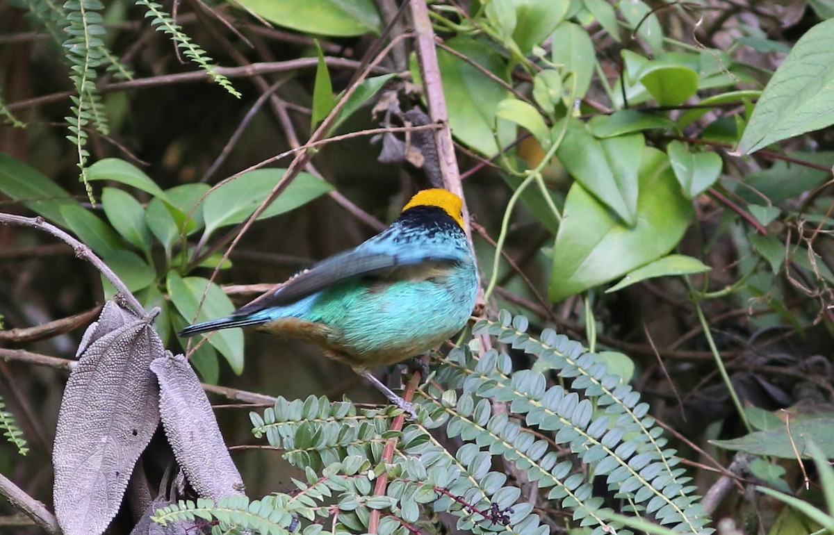 Saffron-crowned Tanager - ML35761721