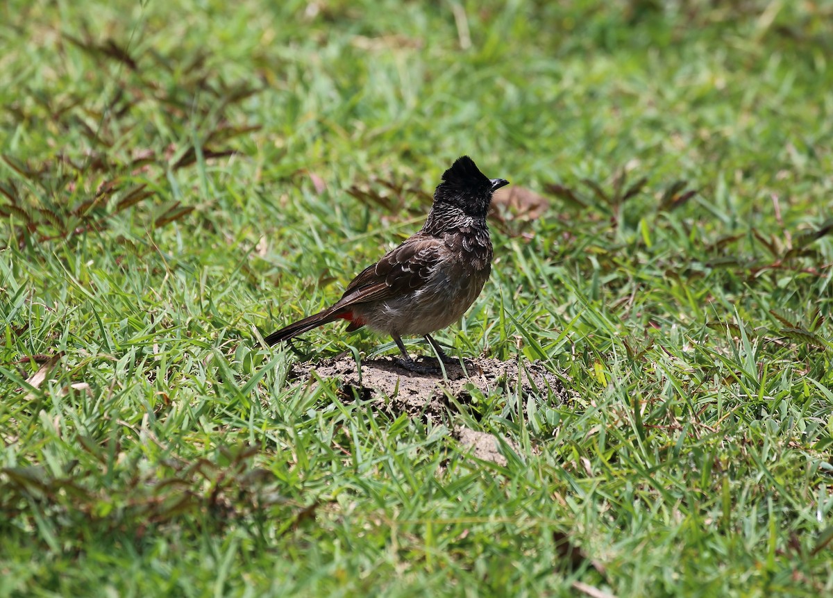 Red-vented Bulbul - ML357617241