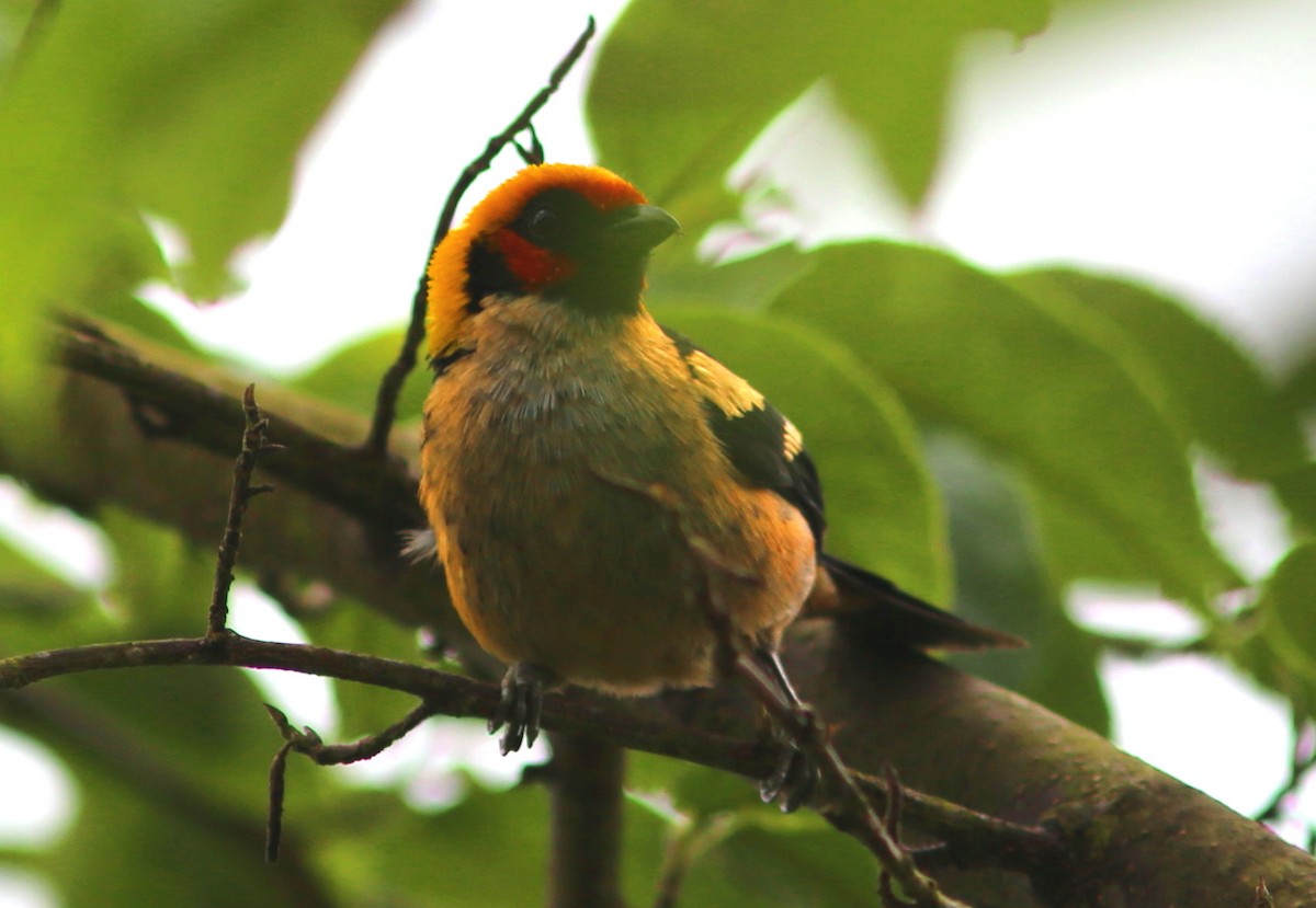 Flame-faced Tanager - ML35761761