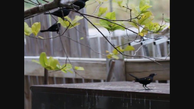 Yellow-shouldered Blackbird - ML357618821