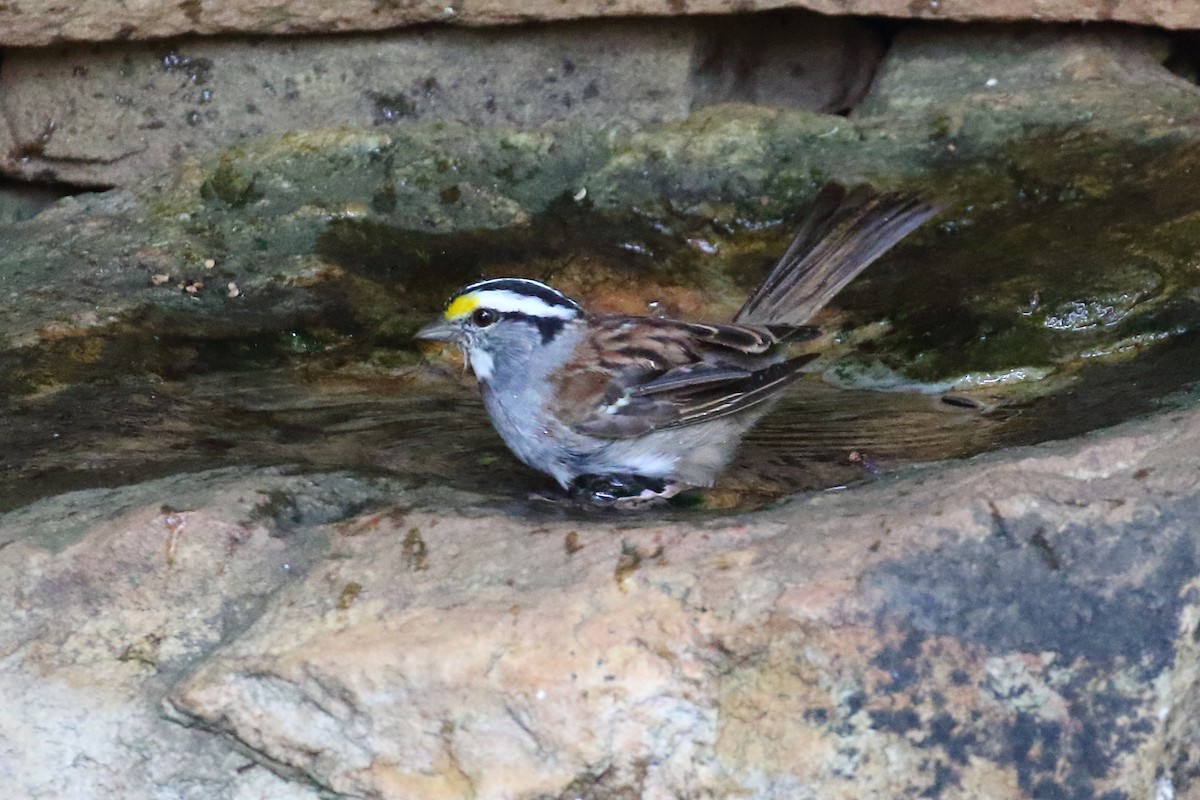 White-throated Sparrow - ML357618961