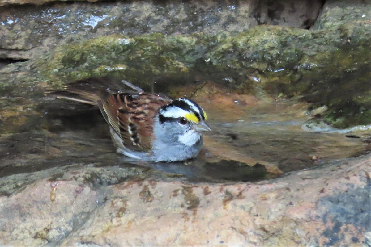 White-throated Sparrow - ML357619301