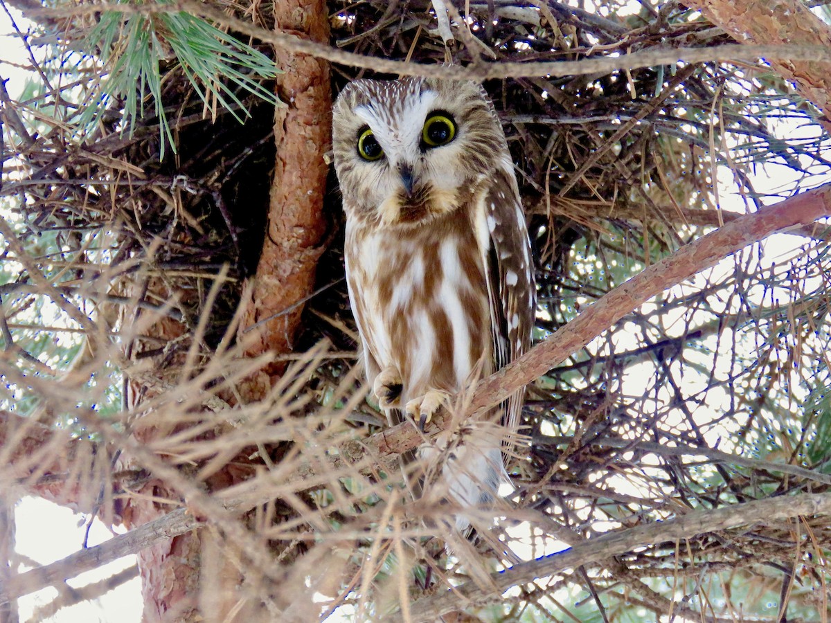 Northern Saw-whet Owl - ML357619551