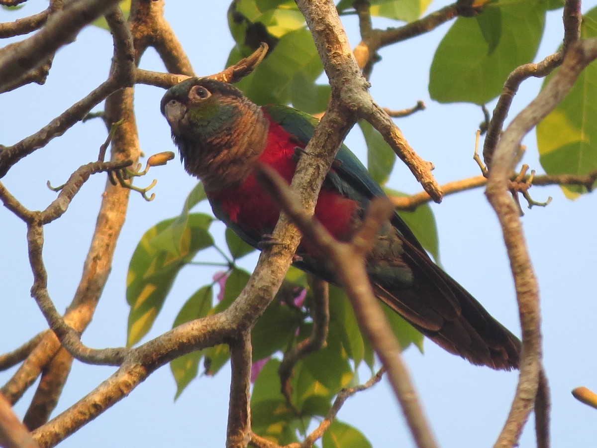 Crimson-bellied Parakeet - ML357623581