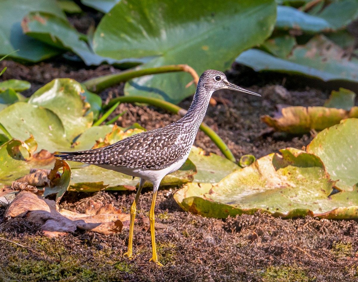 Greater Yellowlegs - Fred Forssell