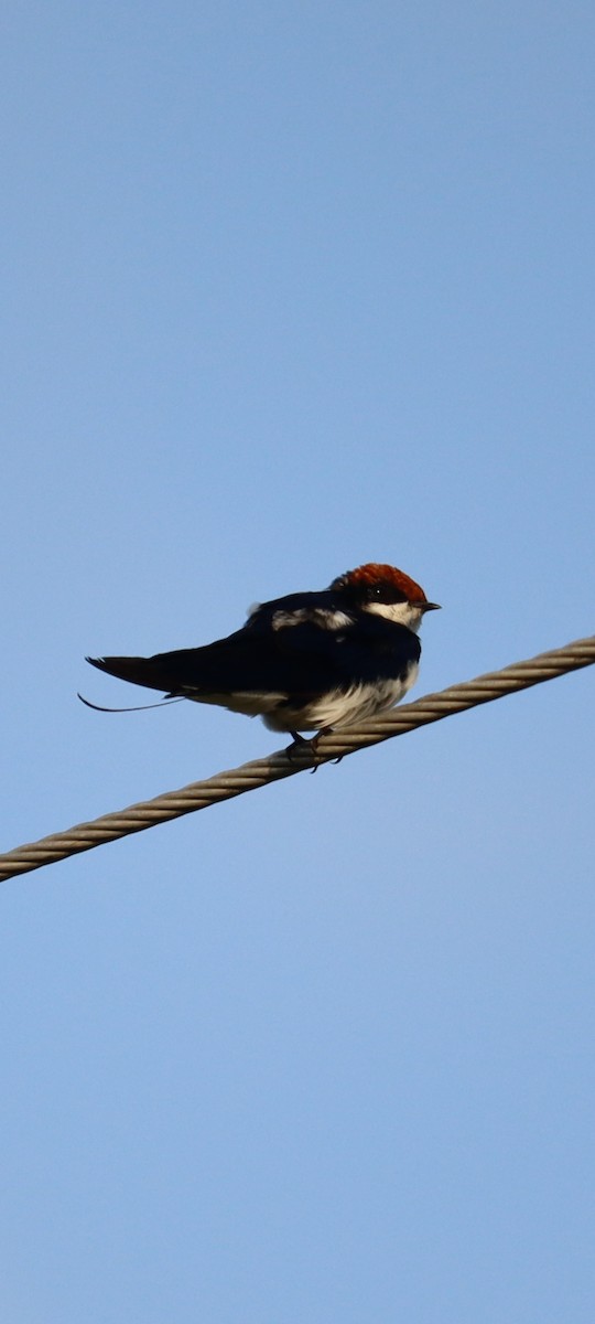 Wire-tailed Swallow - Mahesh Durga