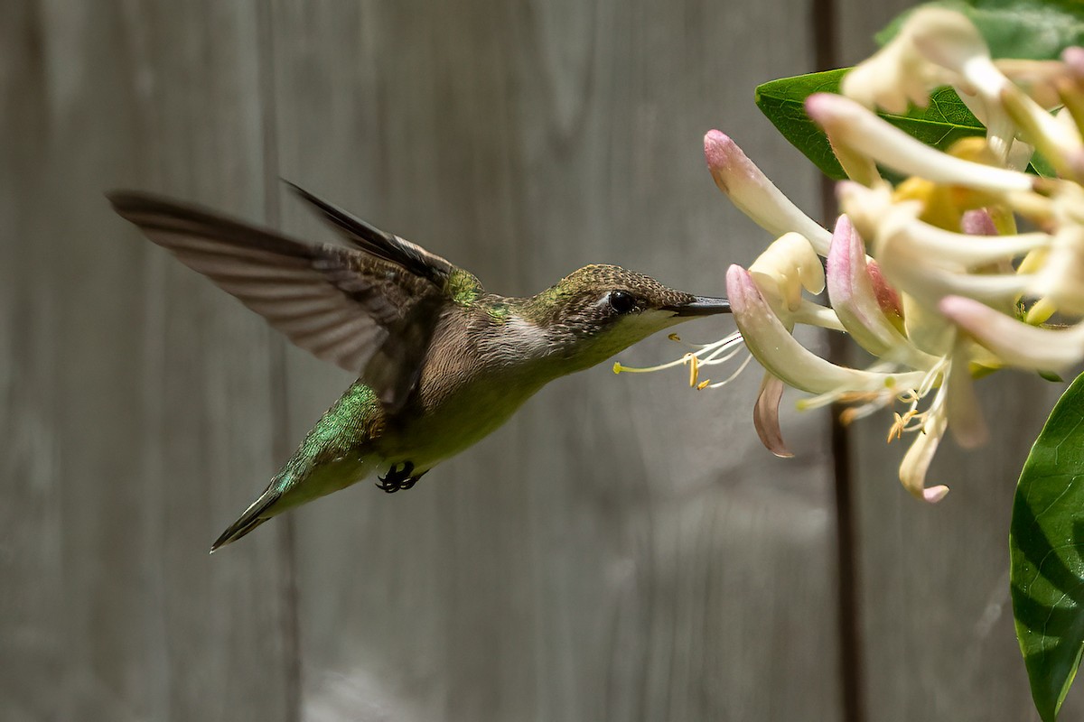 Ruby-throated Hummingbird - Clark Johnson