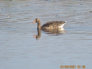 Greater White-fronted Goose, ML357634251