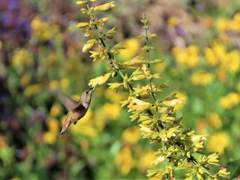 Allen's Hummingbird - Lena Hayashi