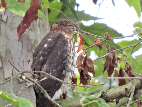 Cooper's Hawk - Lena Hayashi