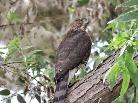 Cooper's Hawk - Lena Hayashi