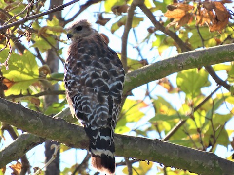 Red-shouldered Hawk - Lena Hayashi