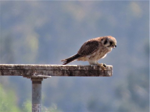 American Kestrel - Lena Hayashi