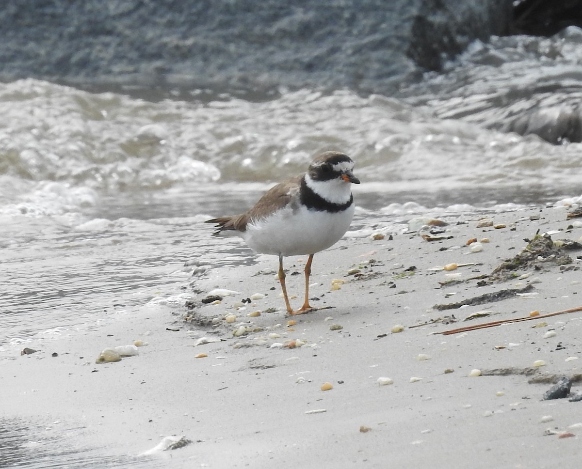 Semipalmated Plover - ML357644221